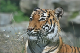<p>TYGR MALAJSKÝ (Panthera tigris jacksoni) ZOO Ústí nad Labem</p>